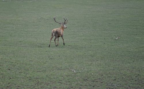 Deer on a field