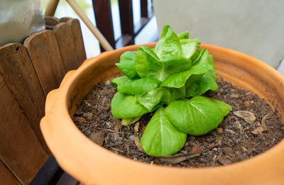 High angle view of leaves in potted plant