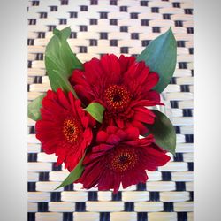 Close-up of red flowers