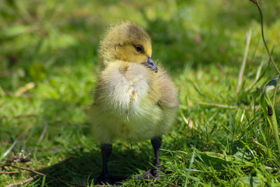 Close-up of a gosling on field