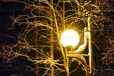 Close-up of bare tree at night