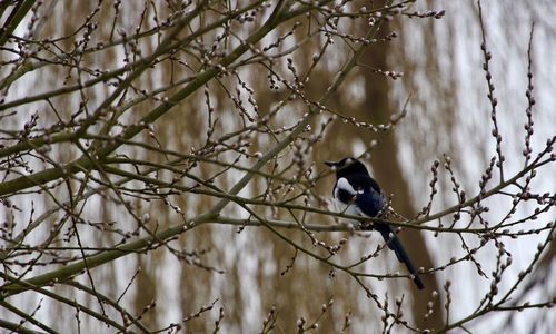 Bird perching on bare tree during winter