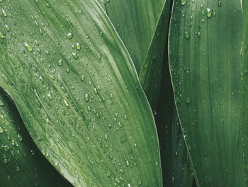 Full frame shot of wet leaf