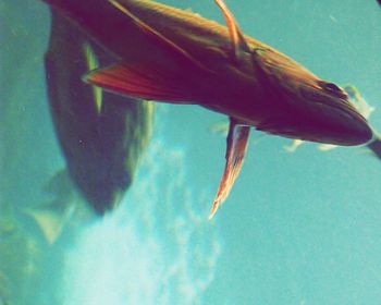 Close-up of fish swimming in sea