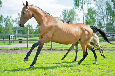 Side view of horse in ranch