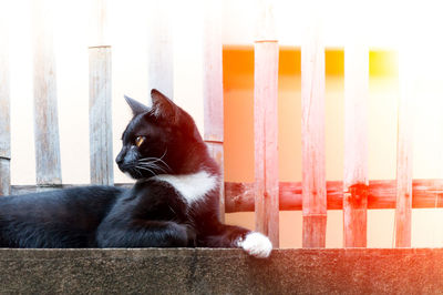 Close-up of a cat looking away