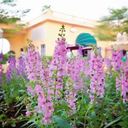 Close-up of pink flowers on house