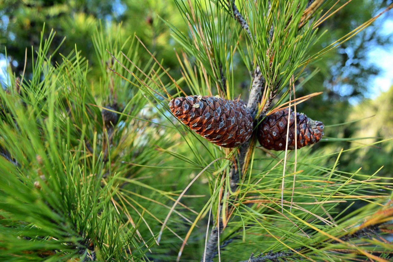 animal themes, close-up, grass, green color, one animal, focus on foreground, selective focus, nature, plant, day, growth, green, outdoors, tranquility, zoology, beauty in nature, no people