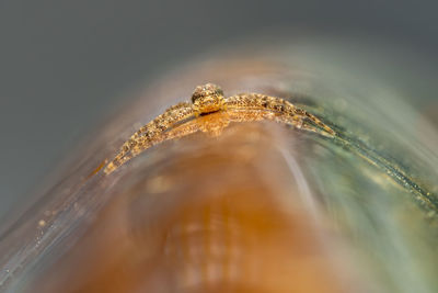 Macro shot of drink on table