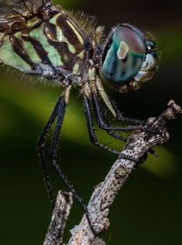 Close-up of spider