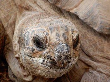 Close-up portrait of a turtle