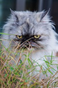 Close-up of cat looking away