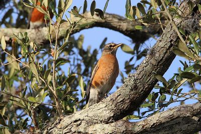 Low angle view of bird perching on branch