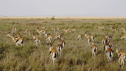 Flock of antelope in a field