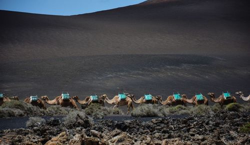 Camel caravan