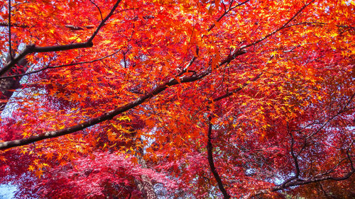 Low angle view of maple tree