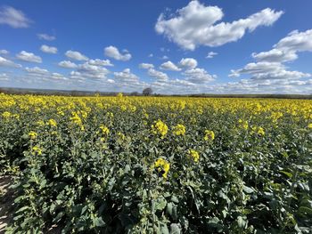 Yellow flowering plants on field against sky