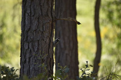 View of a bird on tree trunk