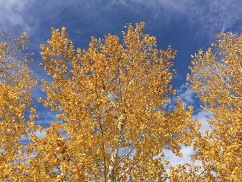 Low angle view of trees against blue sky