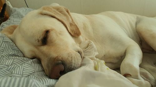 Close-up of a dog sleeping on bed