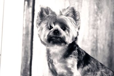 Close-up portrait of dog