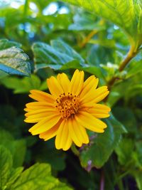 Close-up of yellow daisy blooming outdoors