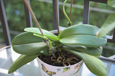 Close-up of plant