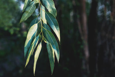 Close-up of green leaf on plant