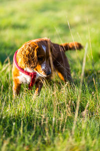 Close-up of dog on grassy field