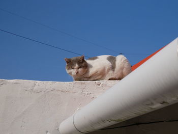 Cat against clear sky