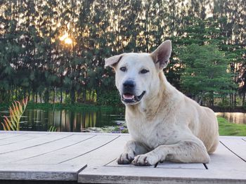 Close-up of dog