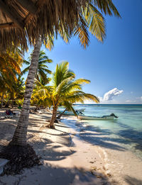 Palm trees on beach against sky