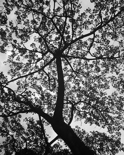 Low angle view of tree against sky