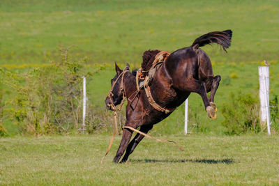 Horse running on field