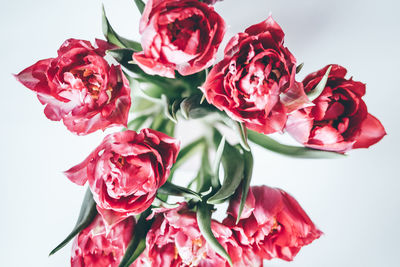 Close-up of wet flowers against white background