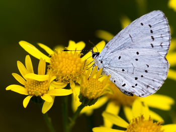 Close-up of butterfly pollinating on yellow flower