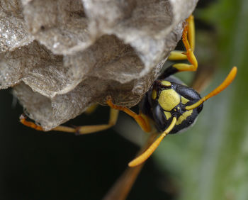 European polistes galicus wasp hornet taking care of his nest