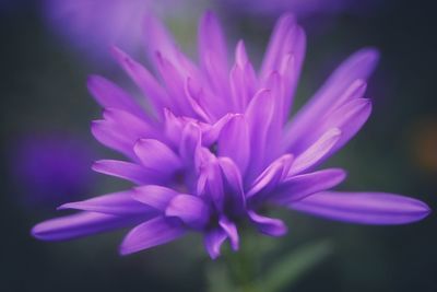 Close-up of pink flower