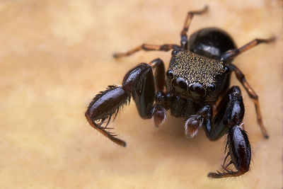 Close-up of spider