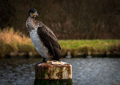 Close-up of bird perching on wooden post