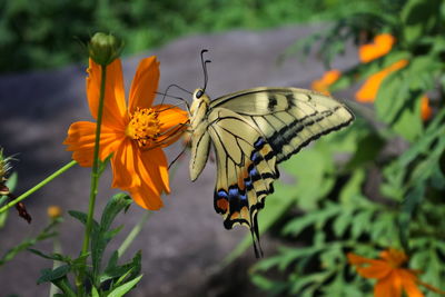 Close-up of butterfly pollinating on flower