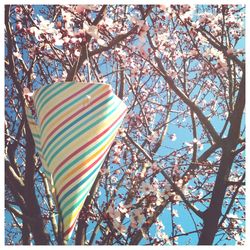 Low angle view of flowers on tree