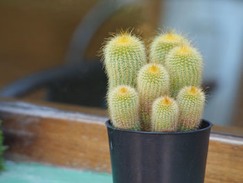 Close-up of cactus plant in pot