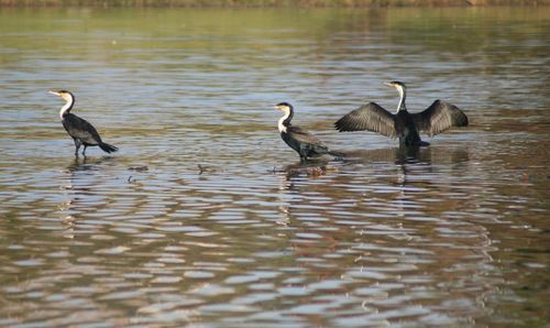 Birds in calm water