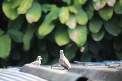 Close-up of birds perching on leaf