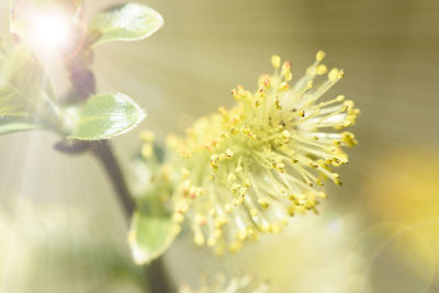 Close-up of flowering plant