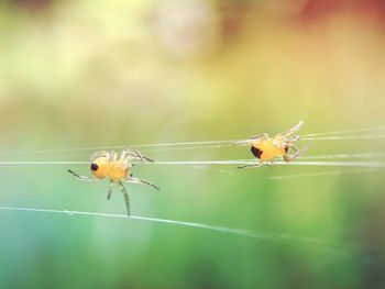 Close-up of spider on web