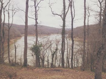 Bare trees in forest