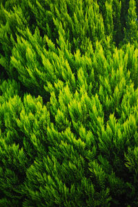 Full frame shot of plants