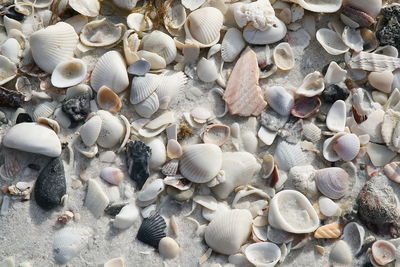 White shells on beach